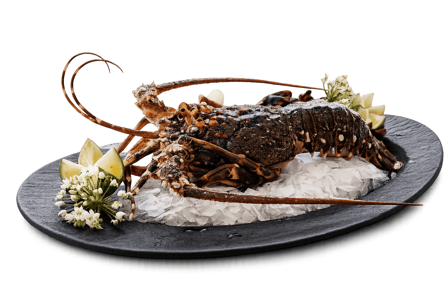 Lobster